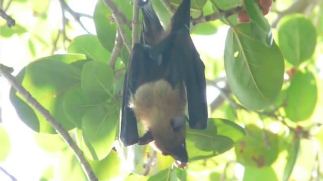 Maldivian pteropus (flying fox). Летучая лисица (крылан) на Мальдивах смотреть онлайн