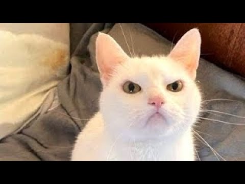 Я РЖАЛ ЦЕЛЫЙ ЧАС?ПОДБОРКА СМЕШНЫХ КОТОВ И СОБАК ДЛЯ ХОРОШЕГО НАСТРОЕНИЯ? #20 смотреть онлайн