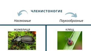 Наземная экосистема - лес