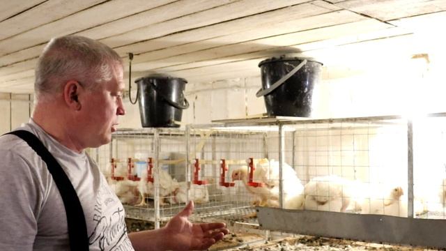 Месячный бройлер Кобб 500 Кости не держат вес Цыплята падают на ноги смотреть онлайн