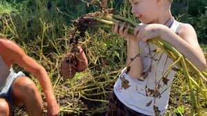 Картофель Сарпо Мира в 2023 году!