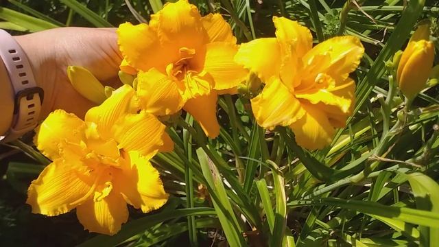 Махровые сорта Лилейников из моего сада. смотреть онлайн