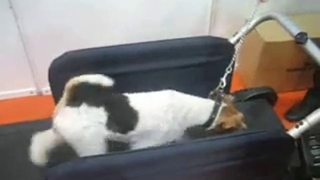 Тренировка на беговой дорожке X-Pet смотреть онлайн