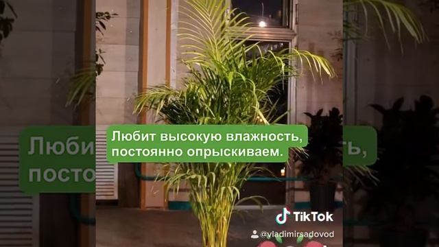 Хризалидокарпус смотреть онлайн