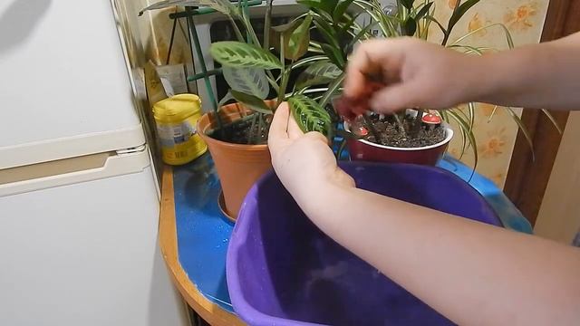 Как протирать пыль с ?? комнатных растений. ? СУПЕР-СПОСОБ! смотреть онлайн