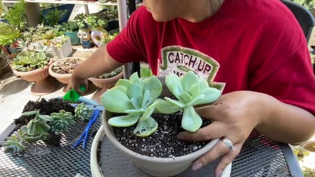Echeveria Hakuhou | Pallida x Laui | Trasplante y Cuidados смотреть онлайн