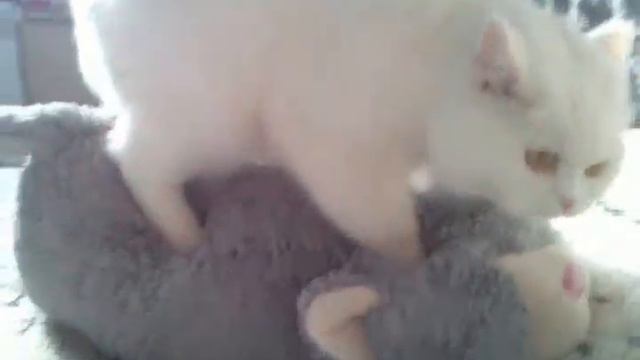 Кошка и плюшевый кот смотреть онлайн