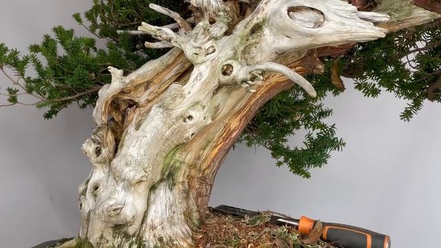 ¡Qué Ganas Le Tenía A Este Tejo [taxus Cuspidata]
