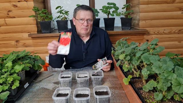 Выращивание пеларгонии НАНО смотреть онлайн