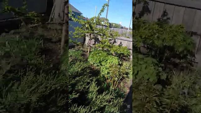 С ДОБРЫМ УТРОМ... смотреть онлайн