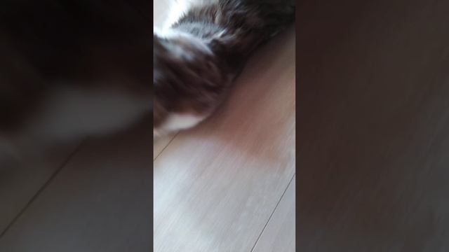 2.02.2024. Котёнок Сэм показывает свой животик и мурлыкает/ Kitten Sam shows his belly and purrs смотреть онлайн