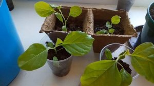 Торфяные стаканчики. Мой опыт.