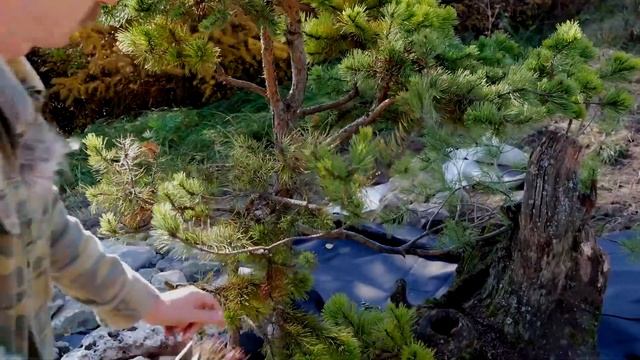 Хвойные деревья для ландшафтного дизайна. Обзор хвойных деревьев. Часть 2. смотреть онлайн