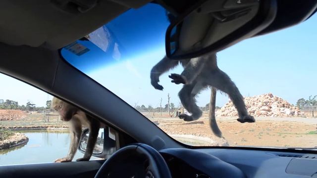 Майорка сафари смотреть онлайн