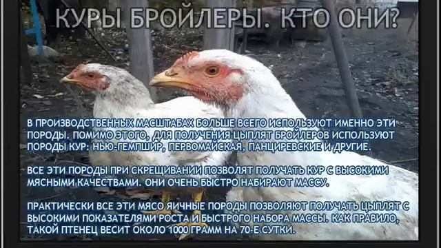 Куры бройлеры Кто они смотреть онлайн
