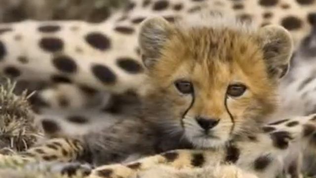 Как прекрасен этот мир, посмотри! смотреть онлайн