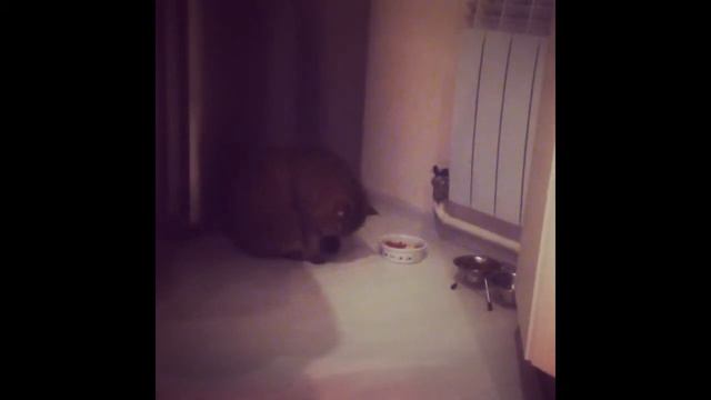 Кот Марс хулиганит )) ест лапой ! смотреть онлайн