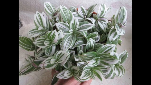 ТРАДЕСКАНЦИЯ (зебрина, бабьи сплетни): выращивание, уход, полив, размножение, трудности смотреть онлайн