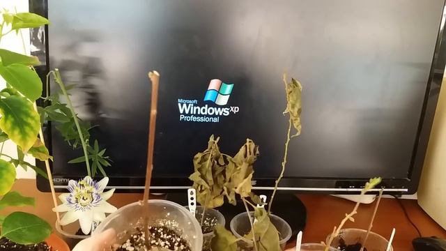 Кошка написала в цветок смотреть онлайн