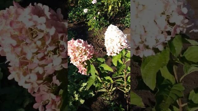 Метелтчатая гортензия Пинк энд Роуз. 13 сентября 2022г. Восточный Крым. смотреть онлайн