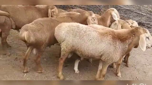 НА ПРОДАЖУ !Арашан годовалые баранчики Чуй.обл с.Петровка+996708880388 | арашан койлору смотреть онлайн