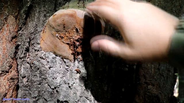 Этот гриб индейцы смешивали с табаком | Трутовик ложный смотреть онлайн