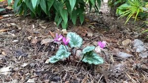 Цикламены для Подмосковья