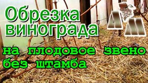 ? Обрезка винограда на плодовое звено в бесштамбовых формировках