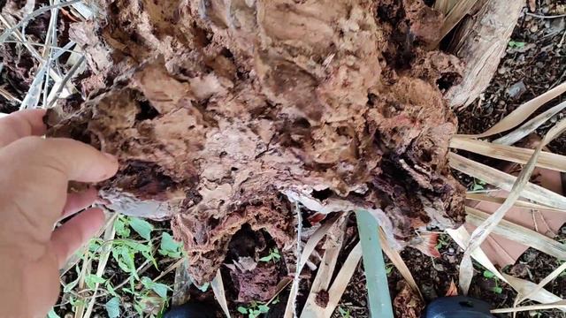 Drago de Barranco de Tabares (Dracaena draco) - one of the old Dragon trees of Tenerife смотреть онлайн
