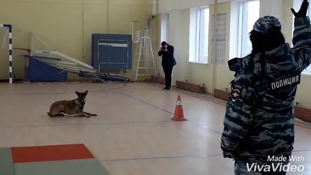Служебная кинология смотреть онлайн