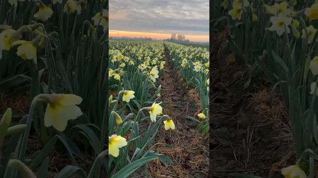 Narcissus смотреть онлайн