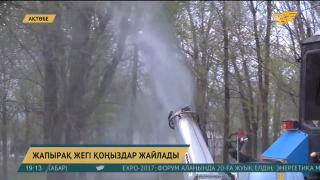 Ақтөбені жапырақ жегіш қоңыздар жайлап кетті смотреть онлайн
