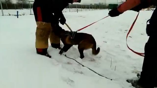 Дельта (7 месяцев) тренировка мондьоринг 06.12.2020 смотреть онлайн