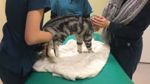 Остеохондроз у котов. Профилактический массаж (болезнь суставов)