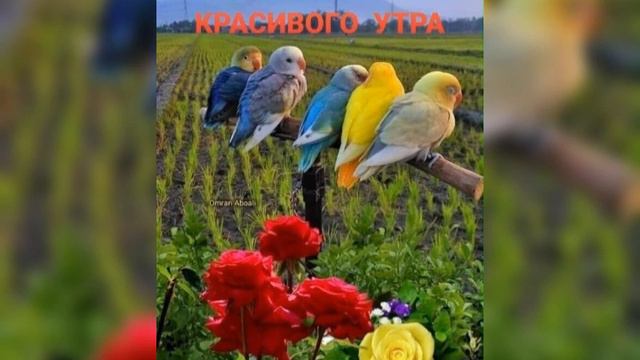 КРАСИВОГО УТРА! МИРА ВСЕМ,СЧАСТЬЯ, ЛЮБВИ И БЛАГОПОЛУЧИЯ! смотреть онлайн