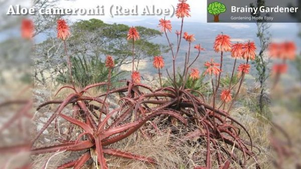 Aloe cameronii (Red Aloe) : Easy Care Tips