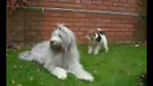 PARAMON CRIMEA AK-KAYA (Paramohik) с грумером перед в-кой "Россией 2010" смотреть онлайн