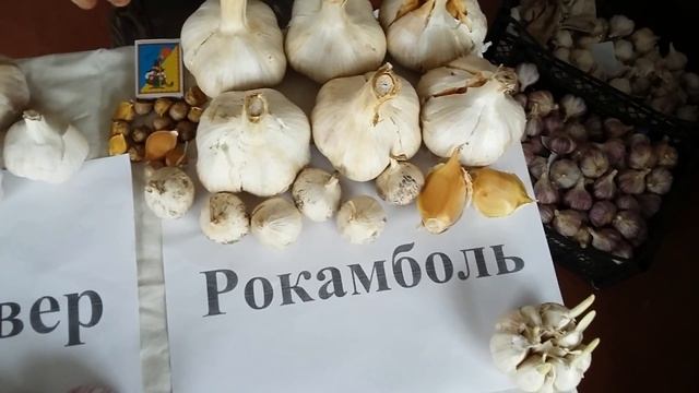 Чеснок Рокамболь, Гулливер, Гермидор и немного Мессидора. (+38) 0985777755 смотреть онлайн