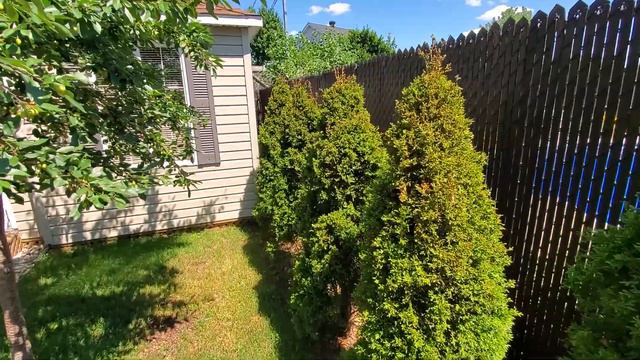 Thuja Occidentalis 'Smaragd' Emerald Green - after 4 years смотреть онлайн