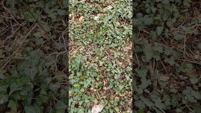 shorts Плющ зимой не в комнате смотреть онлайн