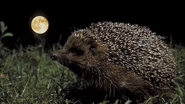 ёж смотреть онлайн