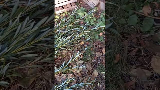 Прут ивы Маяк 1 осень 2021 смотреть онлайн