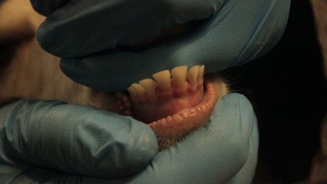 Определение возраста козы по зубам смотреть онлайн