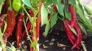 Гибрид перца какаду