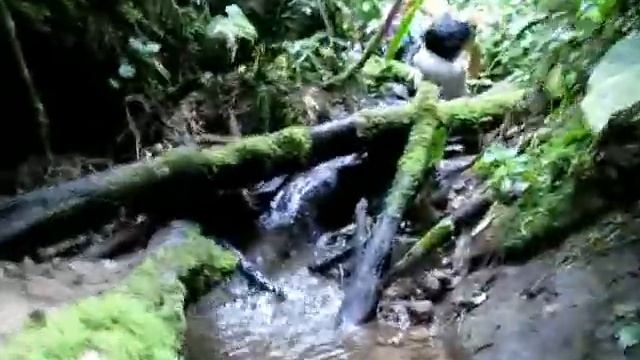 Колумбия Bogota Эквадор Quito Галапагосы Puerto Ayora смотреть онлайн