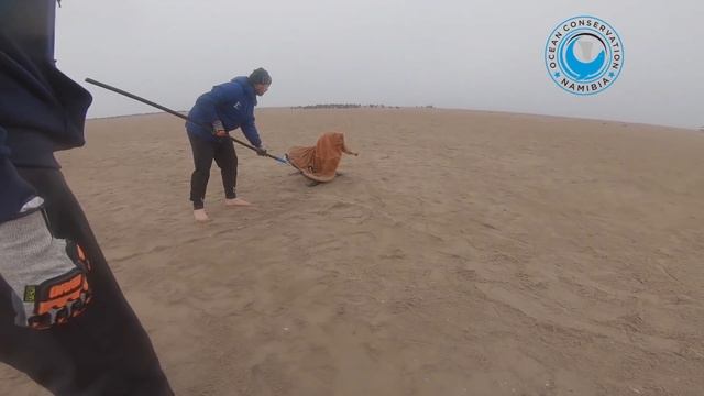 Seal rescued from SHARK HOOK смотреть онлайн