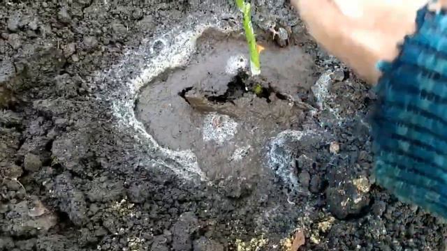 Укоренение черенков роз в грунте. смотреть онлайн