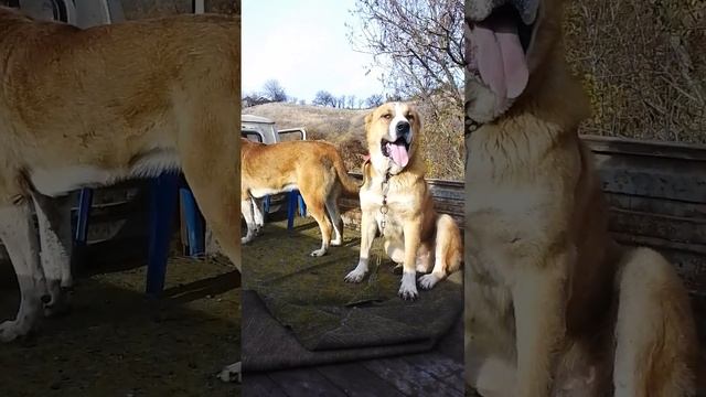 Кавказ и Банзай сыновья Самурая. смотреть онлайн
