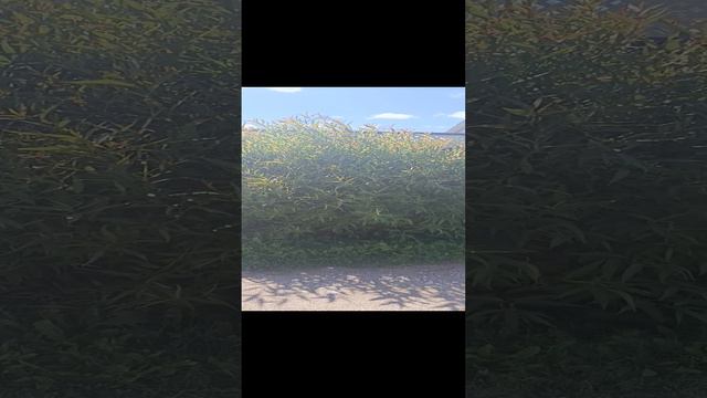 шары из ивы