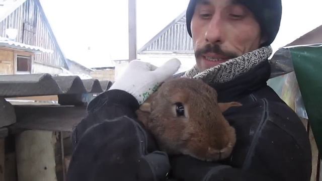 строительство шеда для кролей на 42 клетки смотреть онлайн